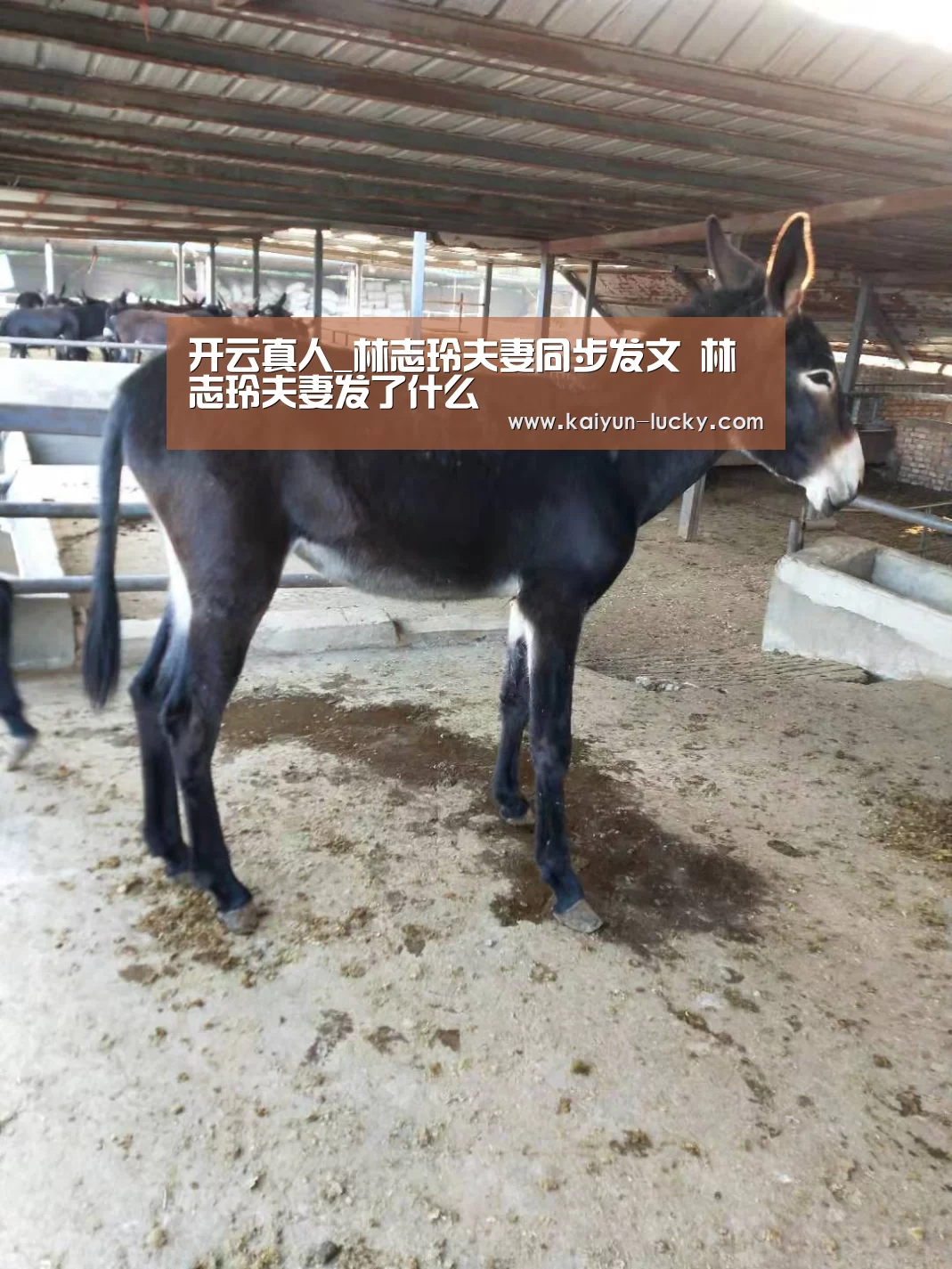 开云娱乐